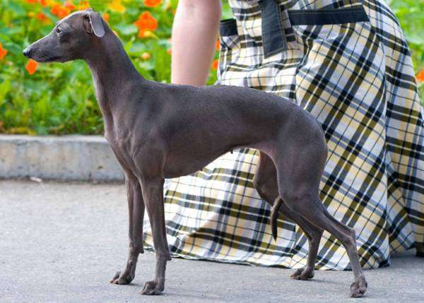 Левретка - итальянская борзая, фото породы борзых собак фотография картинка