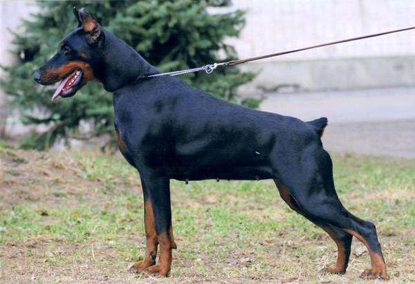 Черный доберман, фото породы собаки фотография