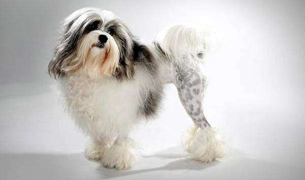 Лион бишон, львиная собачка, фото породы собаки фотография картинка