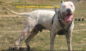Гуль-донг, или Пакистанский бульдог, фото породы бойцовых собак фотография