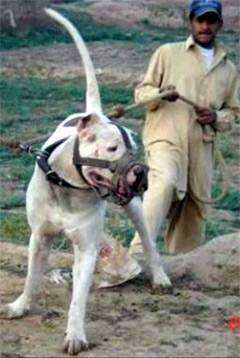 Гуль-донг, фото породы агрессивных собак фотография
