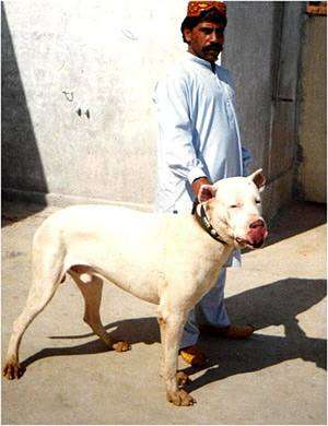 Гуль-донг, фото породы свирепых собак фотография