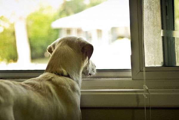Собака смотрит в окно, собака одна дома, фото фотография 