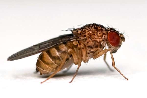 Фруктовая дрозофила (Drosophila melanogaster), фото насекомые фотография 
