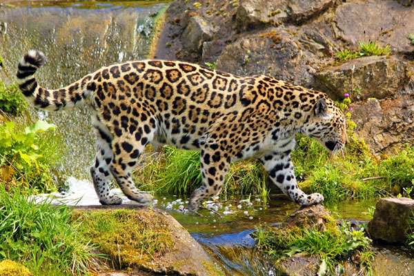 Ягуар (Panthera onca), фото хищные кошки фотография