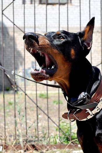 Доберман, фото собаки породы собак