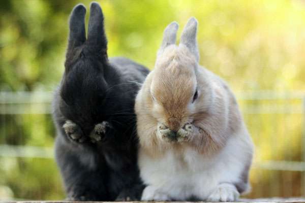 Карликовые кролики умываются, фото вопросы ответы о карликовых кроликах фотография