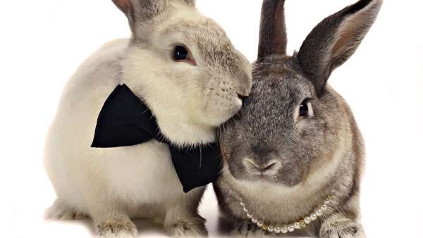 Кролик и крольчиха, фото кролики фотография