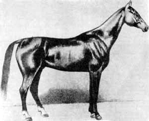 Ахалтекинский жеребец Бойноу, рисунок картинка лошади