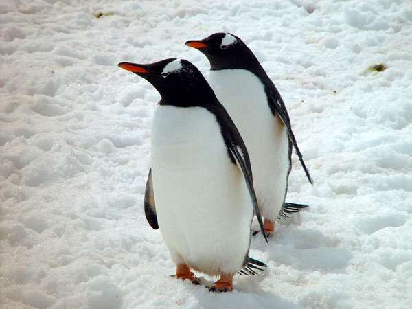 Папуанские пингвины (Pygoscelis papua), фото птицы фотография