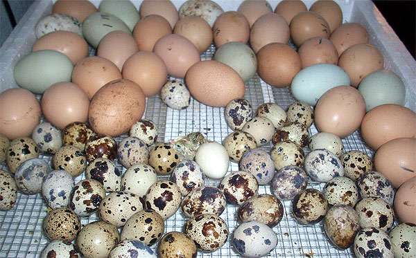 Яйца перепелки и куриные, фото консультации по домашней птице фотография