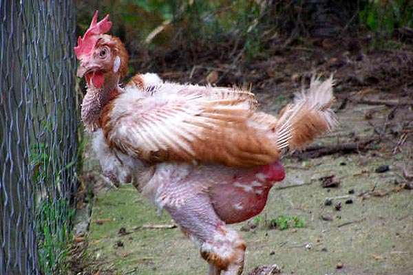 Полулысая курица, фото консультации по домашней птице фотография