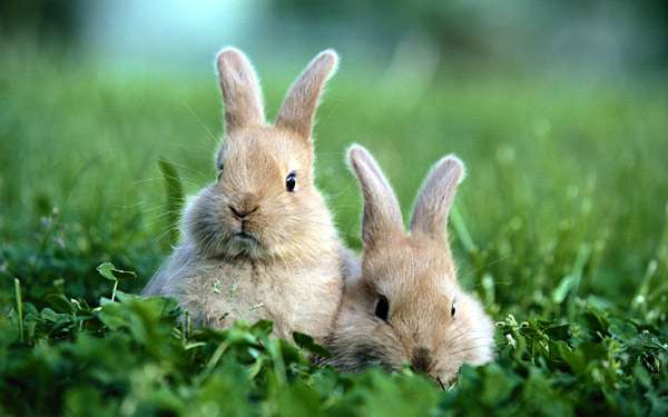 Кролики на зеленой травке, фото кормление кроликов фотография