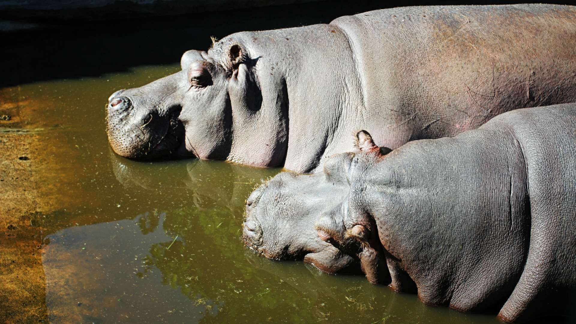 Bathing Hippopotamuses скачать