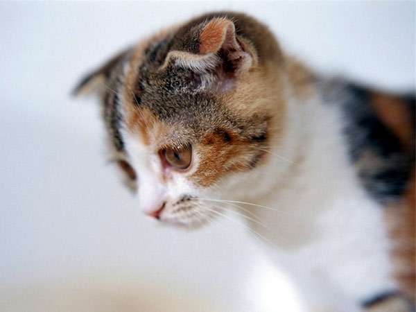 Вислоухий котенок скоттиш-фолда, фото кошки фотография