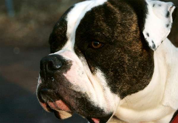 Американский бульдог, фото породы собак фотография картинка