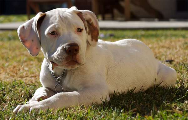Щенок американского бульдога, фото породы собаки фотография картинка