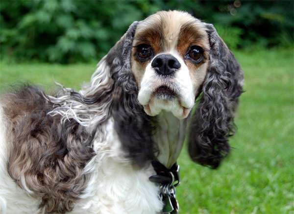 Американский кокер-спаниель, фото породы собаки фотография картинка