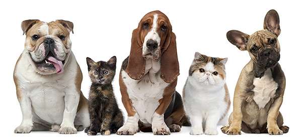 Собаки и кошки, групповой портрет, фото болезни собак кошек фотография