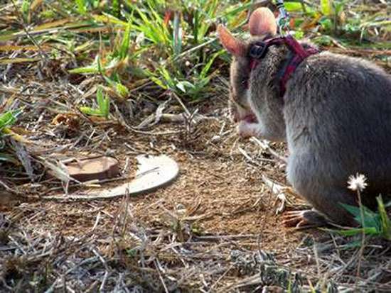 Гамбийская крыса (Cricetomys gambianus), фото грызуны фотография