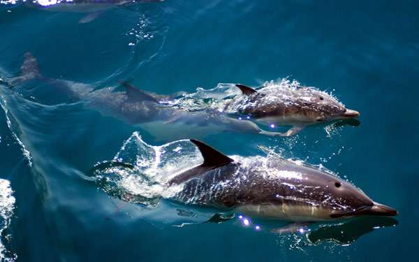 Плывущие дельнифы, фото морские млекопитающие фотография
