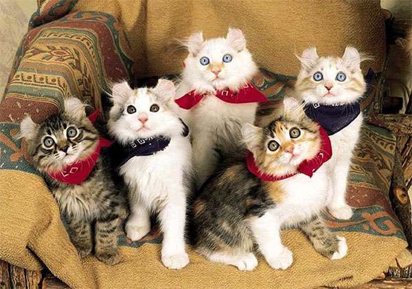 Котята американского керла, фото породы кошек фотография картинка