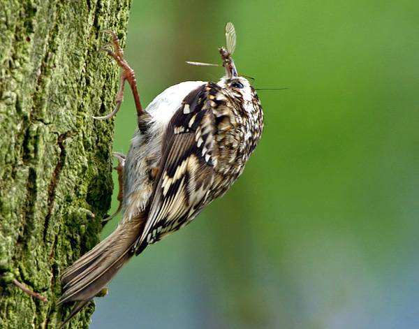 Пищуха обыкновенная (Certhia familiaris), фото воробьиные птицы фотография