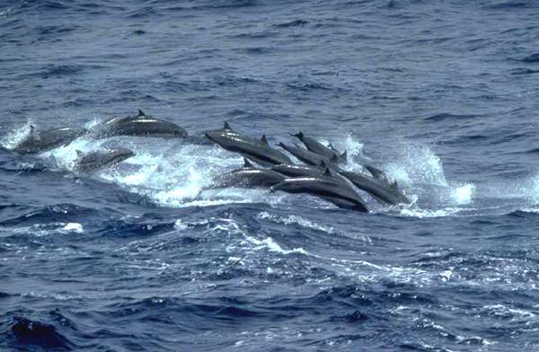 Короткоклювые дельфины, или дельфины Фрейзера (Lagenodelphis hosei), фото морские млекопитающие фотография картинка