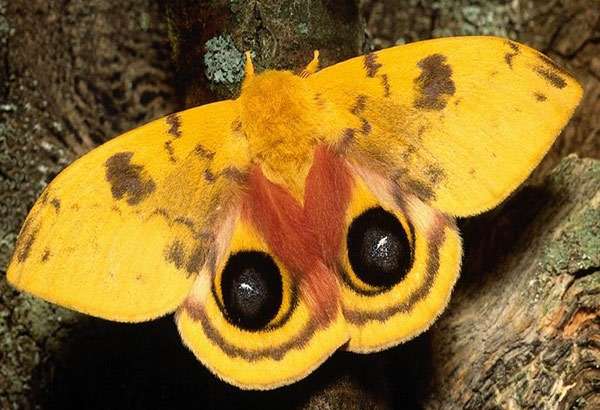 Фиалка ночная бабочка фото и описание