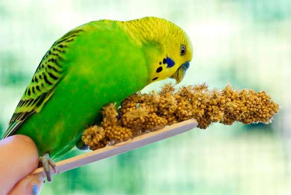 Волнистый попугай обклевывает сладкую палочку, фото птицы фотография картинка