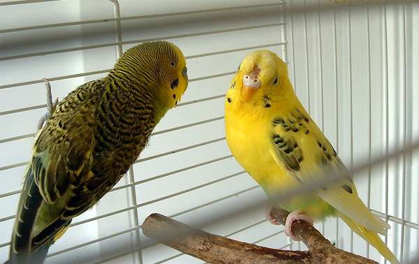 Волнистые попугайчики, фото попугаи фотография птицы