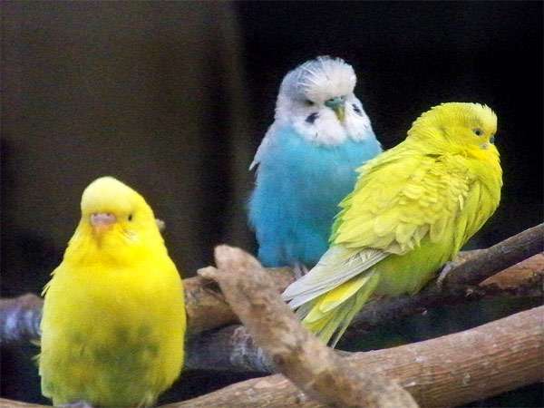 Волнистые попугаи, фото птицы фотография