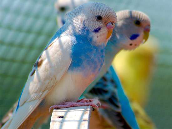 Голубой волнистый попугачик, фото птицы фотография картинка