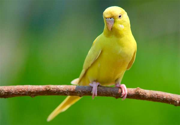 Желтый волнистый попугай, фото птицы фотография картинка