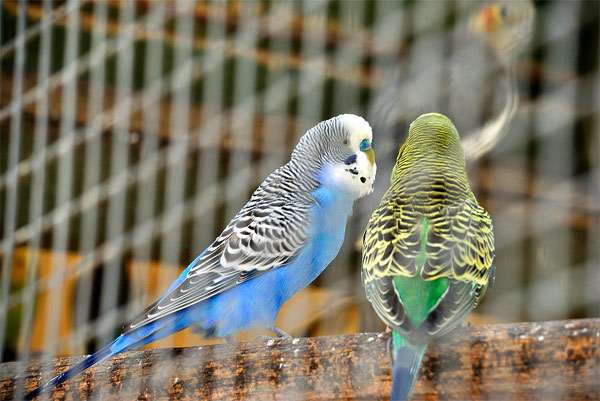 Пара волнистых попугаев, фото птицы фотография картинка