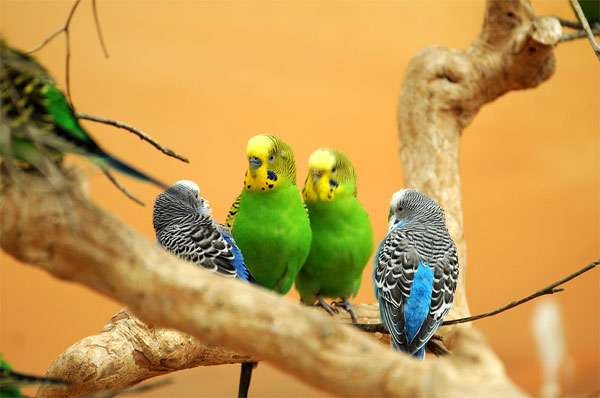 Четыре волнистых попугайчика, фото птицы попугаи фотография картинка