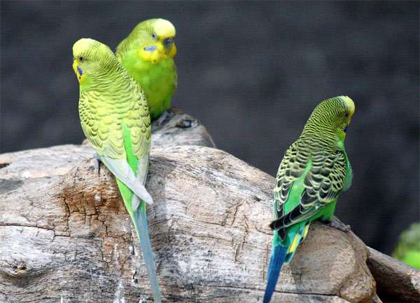 Волнистые попугайчики, волнистики, фото птицы фотография картинка