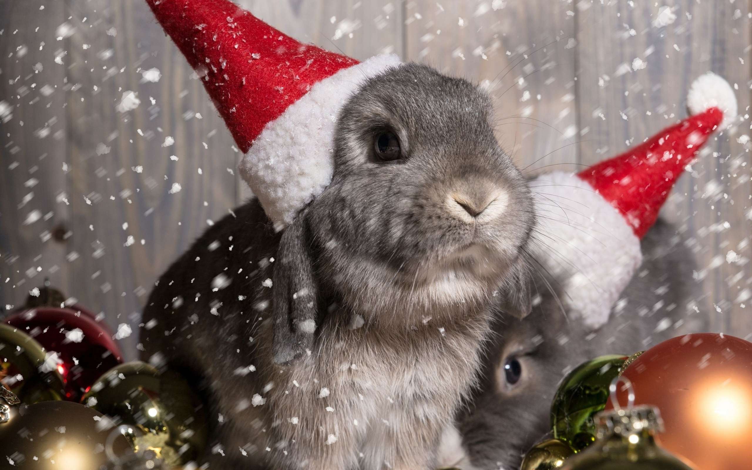Кролики с новогодних колпачках, фото фотография картинка обои 