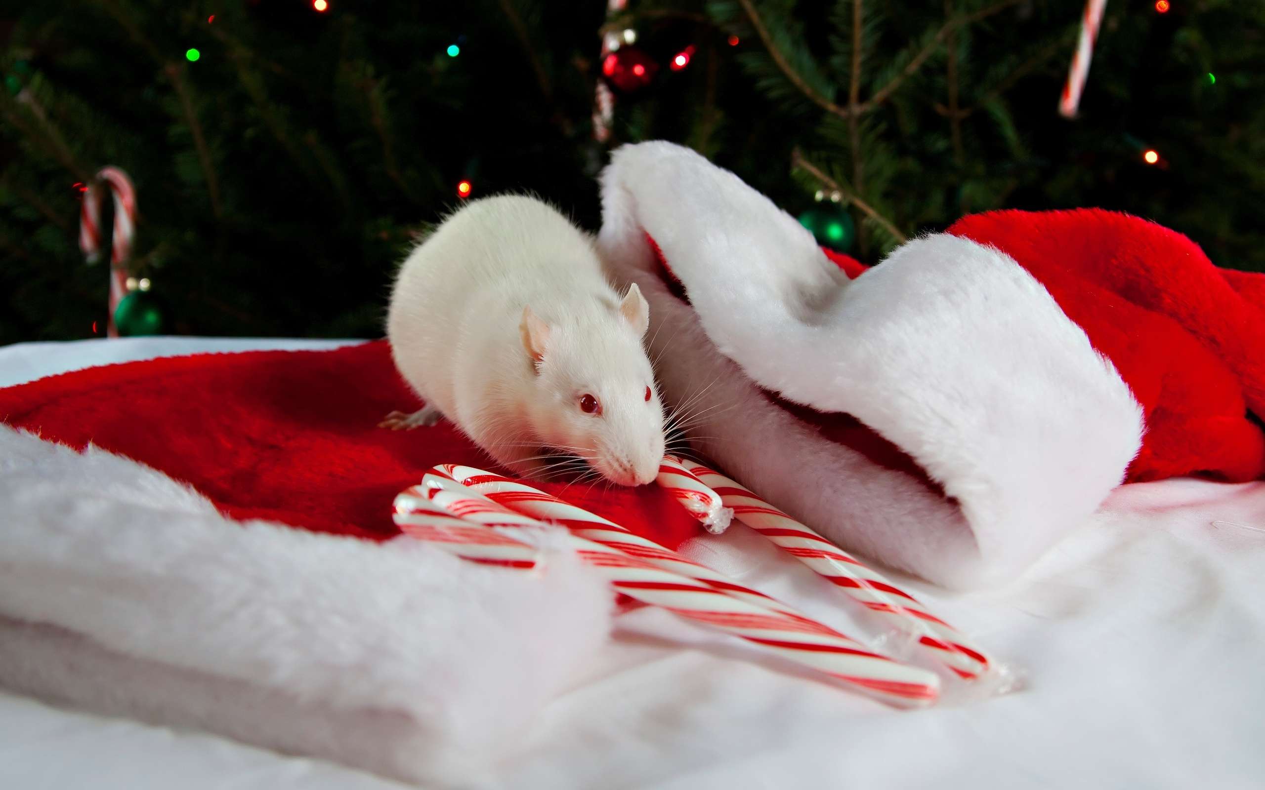 Белая крыса, фотография фото картинка обои 
