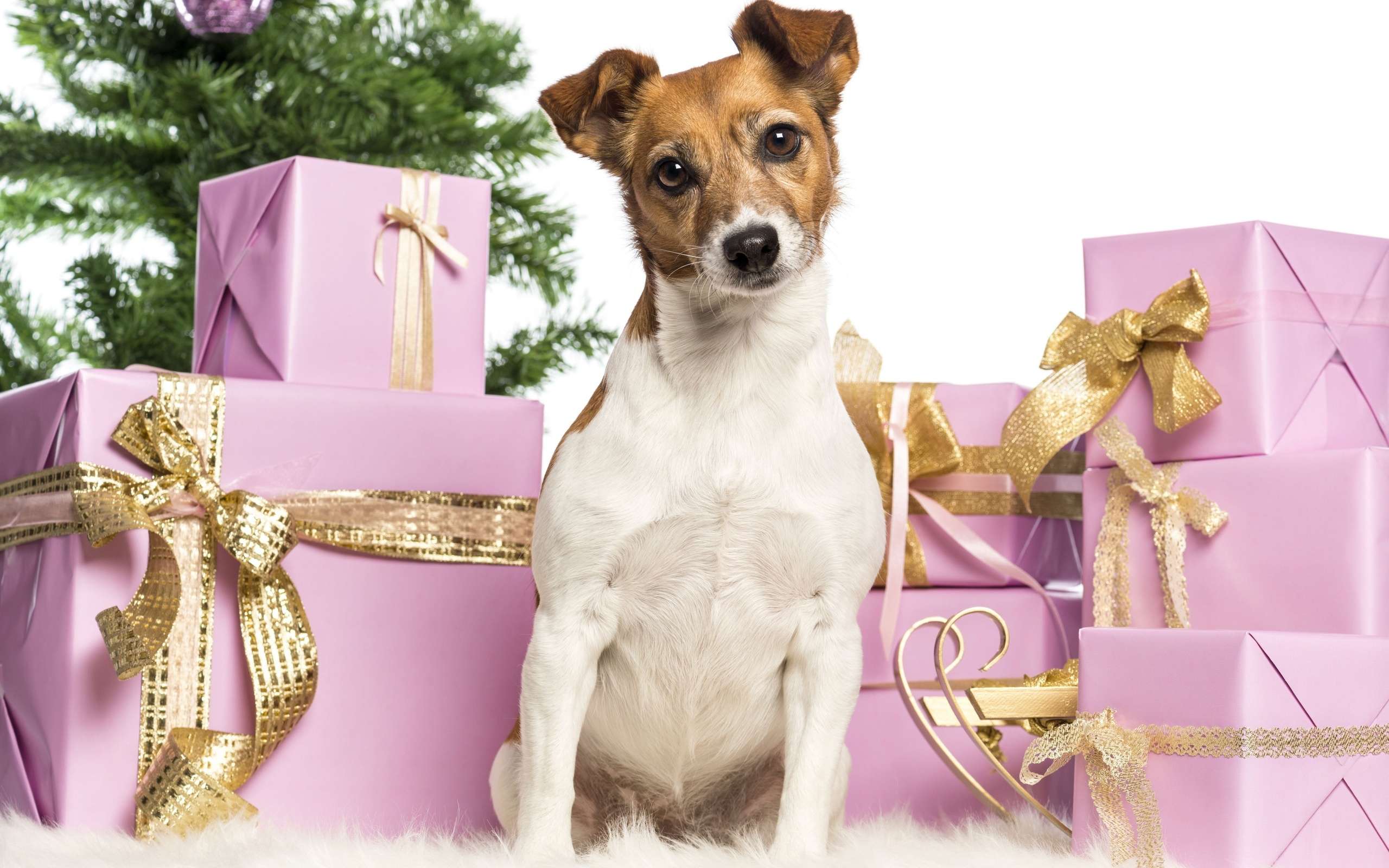 Пес и куча подарков, фото фотография картинка обои 