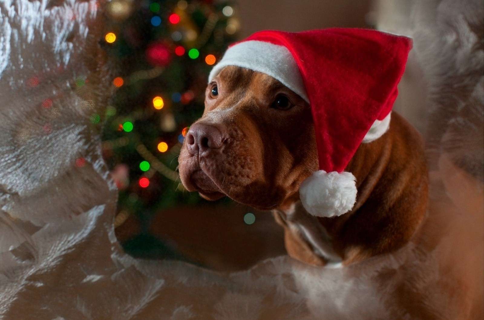 Собака в новогодней шапке