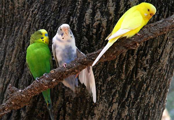 Волнистые попугайчики, фото птицы фотография