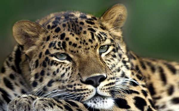 Дальневосточный леопард  (Panthera pardus orientalis), фото хищники фотография