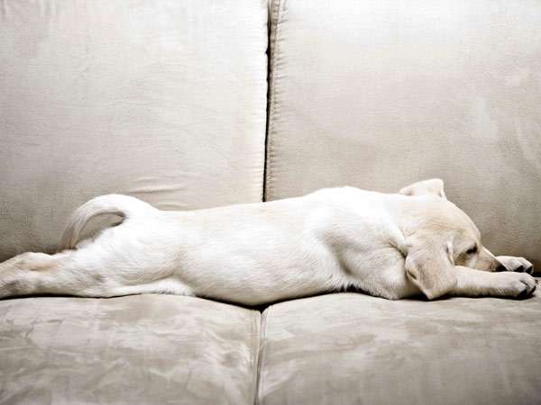 Спящий белый щенок, фото собаки фотография картинка