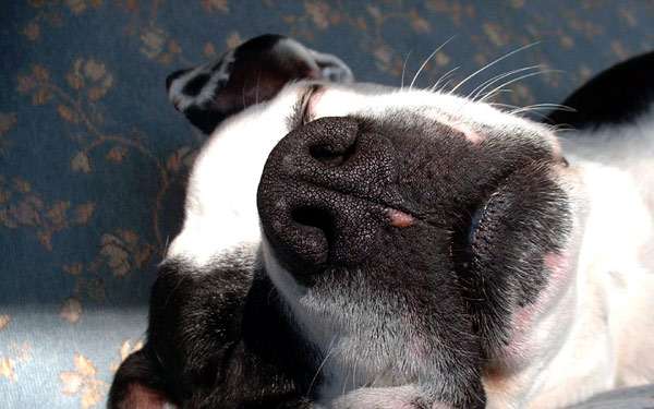 Усы собаки, нос собаки, спящая собака, фото фотография