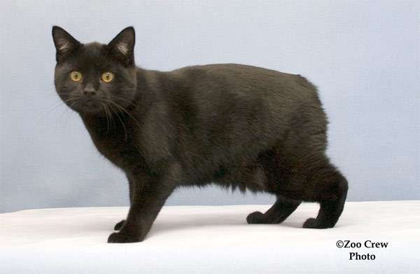 Черный мэнкс, фото породы кошек фотография картинка