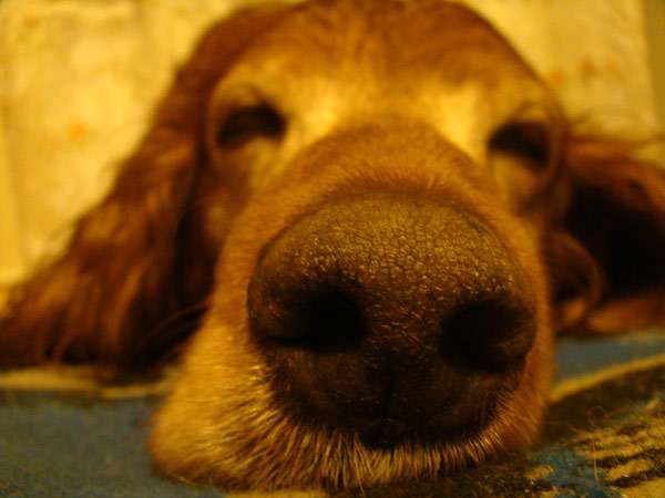 Нос спящей собаки, фото домашняя собака фотография