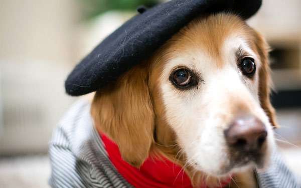 Пес в шляпе и одежде, фото болезни собак фотография картинка