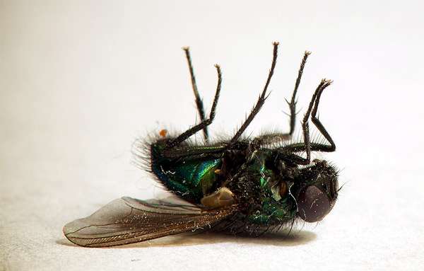 Грибная муха фото