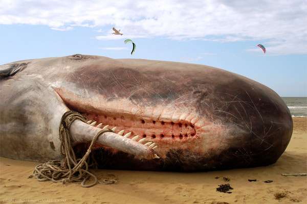 Мертвый кашалот, фото киты фотография картинка